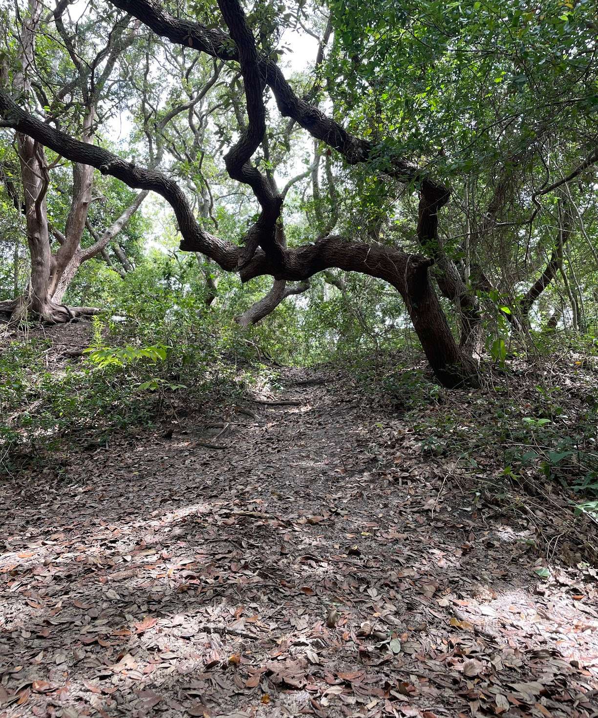 Ingram Dunes Nature Preserve